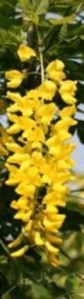 Laburnum